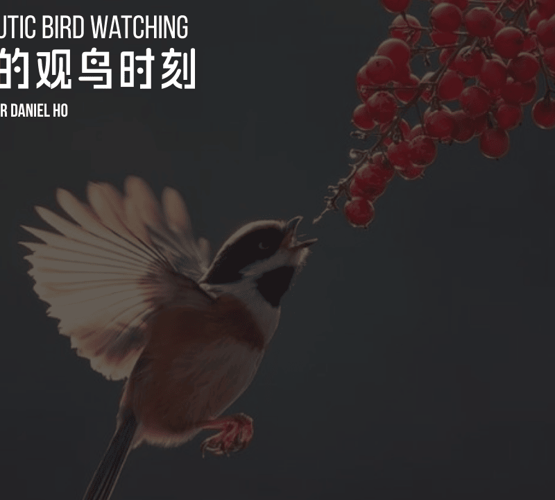 疗愈的观鸟时刻