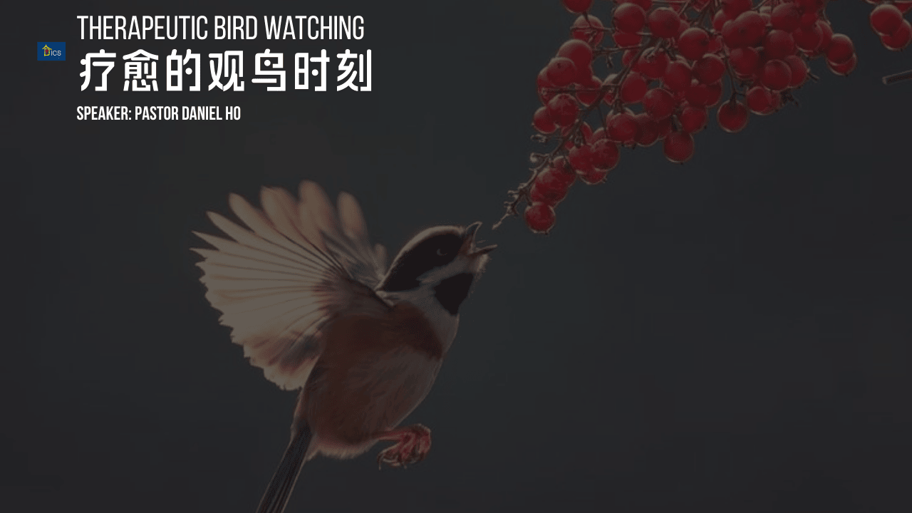 疗愈的观鸟时刻